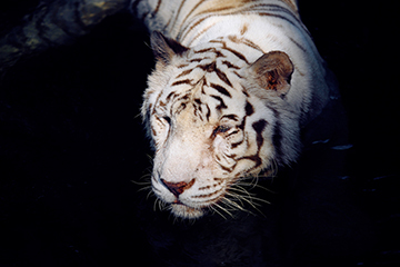 新加坡動物園